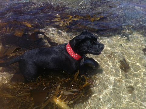 Stunning Waterfront Only 10 Minutes To Phillip Island - FREE EV UNIT 7kW For Electric Cars - Pet Friendly, Fireplace FREE WIFI Wine & Chocolates - Accommodation Melbourne 29