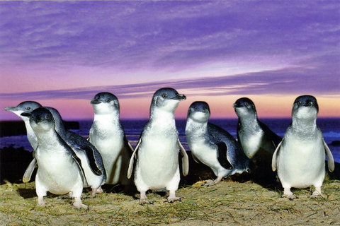 Stunning Waterfront Only 10 Minutes To Phillip Island - FREE EV UNIT 7kW For Electric Cars - Pet Friendly, Fireplace FREE WIFI Wine & Chocolates - Accommodation Melbourne 9