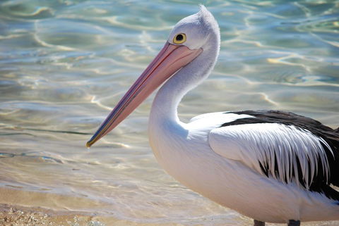 The Peninsular Merimbula - Accommodation Melbourne 2