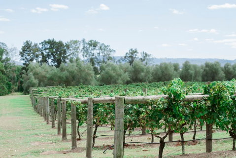 Tranquil Vale Vineyard - Accommodation Melbourne 2