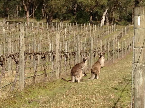 Valley Farm Vineyard Villas - Accommodation Melbourne 2