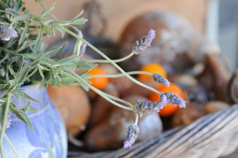 Lavender Farm - Accommodation Melbourne 9