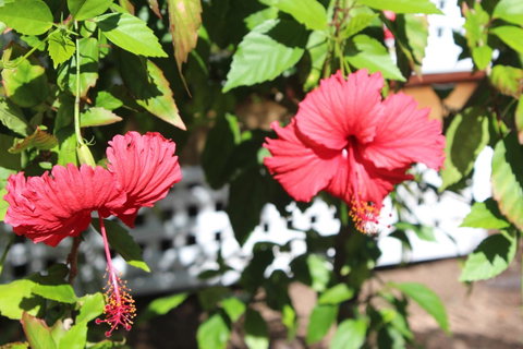 Amaroo On Mandalay, Magnetic Island - Accommodation Melbourne 35