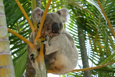 Amaroo On Mandalay, Magnetic Island - Accommodation Melbourne 44
