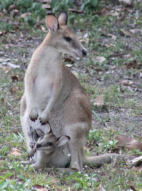 Airlie Beach Eco Cabins - Adults Only - Accommodation Melbourne 40