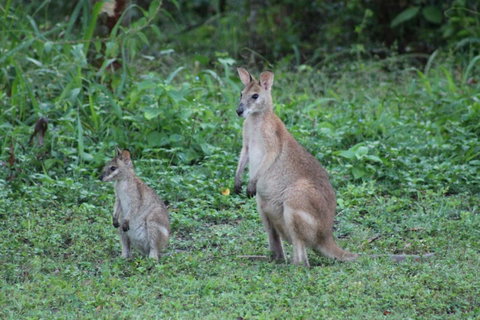 Airlie Beach Eco Cabins - Adults Only - Accommodation Melbourne 16