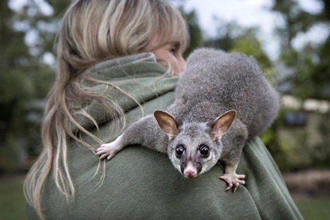 Airlie Beach Eco Cabins - Adults Only - Accommodation Melbourne 3