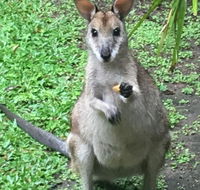 Bluewater Bed  Breakfast Cairns - Accommodation Melbourne