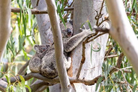 A Quiet Unit Overlooking A Reserve - Accommodation Melbourne 0