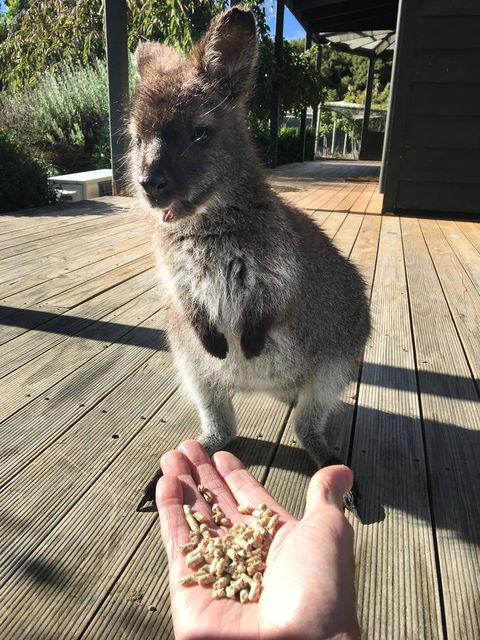 Parnella Adventure Bay, Bruny Island - Accommodation Melbourne 17