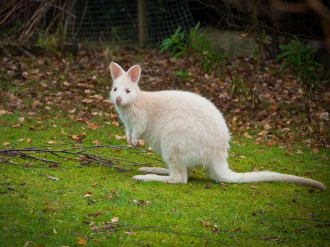 Parnella Adventure Bay, Bruny Island - Accommodation Melbourne 20