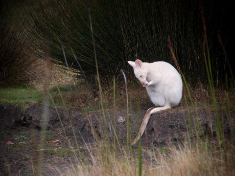 Parnella Adventure Bay, Bruny Island - Accommodation Melbourne 18