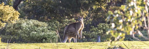 Alkina Lodge - Great Ocean Road - Accommodation Melbourne 3