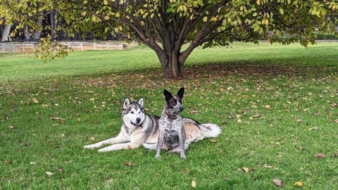 Mountain Culture Farm Stay - Pet Friendly - Accommodation Melbourne 2