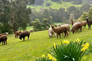 Pennyroyal Otways Retreat with Accommodation Melbourne