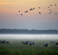 Bamurru Plains - Accommodation Melbourne