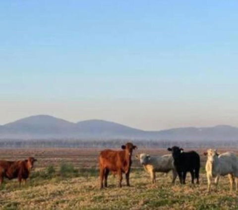 Rosemont By Tiny Away - Accommodation Melbourne 3