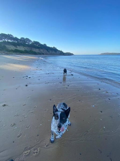 Salty Paws Dog Friendly Luxe Cottage - Accommodation Melbourne 3