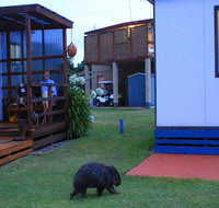 BIG4 Kelso Sands Holiday  Native Wildlife Park - Accommodation Melbourne