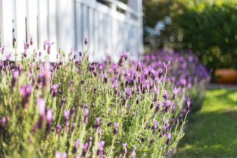 BIRCHES B&B - Melbourne 4u 3
