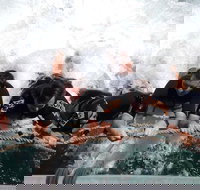 Cruise in Moreton Bay Marine Park and Moreton Island - Accommodation Melbourne