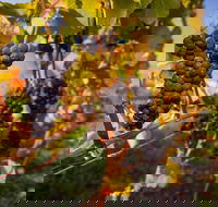 Full Day Tamar Valley Wine Tour - Melbourne 4u
