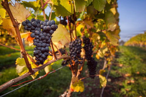 Half Day Tamar Valley Wine Tour - Melbourne 4u 1