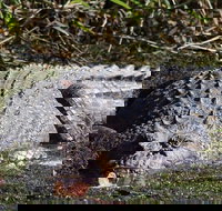 Full Day Tour in the Daintree - Accommodation Melbourne