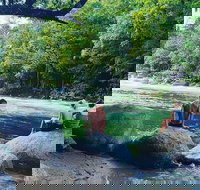 Afternoon Half-Day Daintree Rainforest and River Tour - Accommodation Melbourne