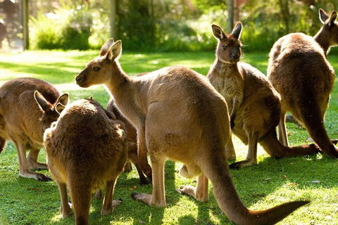 Melbourne City Card (3 Days): Visit Unlimited Attractions! - Accommodation Melbourne 4
