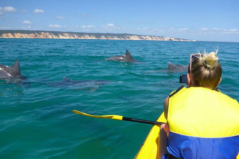 Kayak With Dolphins And 4WD Great Beach Drive Day Trip From Noosa - Accommodation Melbourne 1