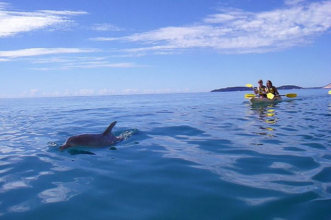 Kayak With Dolphins And 4WD Great Beach Drive Day Trip From Noosa - Accommodation Melbourne 2