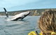 Kayak With Dolphins And 4WD Great Beach Drive Day Trip From Noosa - thumb 3