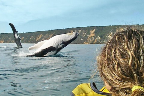 Kayak With Dolphins And 4WD Great Beach Drive Day Trip From Noosa - Accommodation Melbourne 3