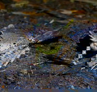 Glow Worms Private Tour - Nocturnal Rainforest Walk - Accommodation Melbourne