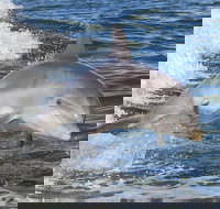 Noosa Oceanrider Scenic Dolphin Safari - Accommodation Melbourne