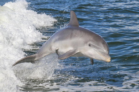 Noosa Oceanrider Scenic Dolphin Safari - Accommodation Melbourne 0