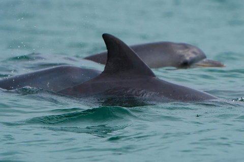 Noosa Oceanrider Scenic Dolphin Safari - Accommodation Melbourne 1