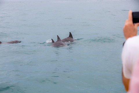 Noosa Oceanrider Scenic Dolphin Safari - Accommodation Melbourne 2