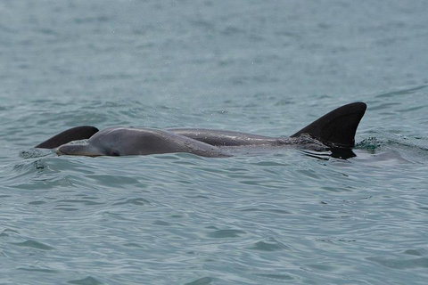 Noosa Oceanrider Scenic Dolphin Safari - Accommodation Melbourne 3
