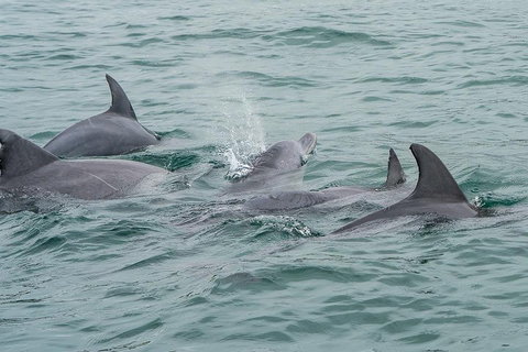 Noosa Oceanrider Scenic Dolphin Safari - Accommodation Melbourne 5
