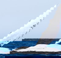 2-Hour Guided Whale Watching Tour at Noosa - Accommodation Melbourne