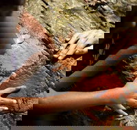 Ngana Julaymba Dungay - Full Day - Accommodation Melbourne