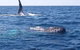Noosa Whale Watching - thumb 0