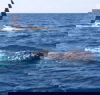 Noosa Whale Watching - Accommodation Melbourne