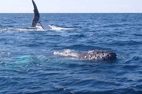 Noosa Whale Watching - Accommodation Melbourne 0