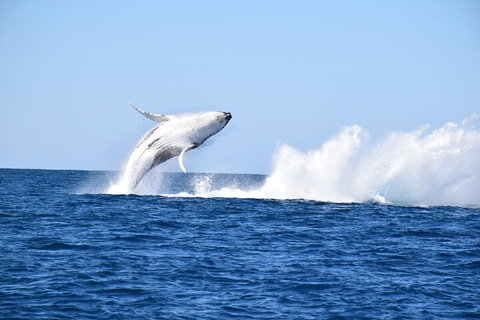 Noosa Whale Watching - Accommodation Melbourne 1