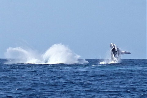 Noosa Whale Watching - Accommodation Melbourne 2