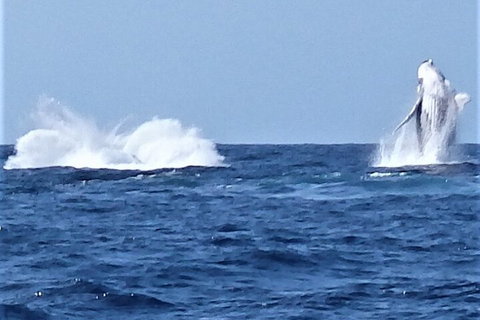 Noosa Whale Watching - Accommodation Melbourne 3