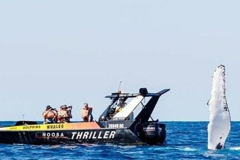 Noosa Whale Watching - Accommodation Melbourne 4